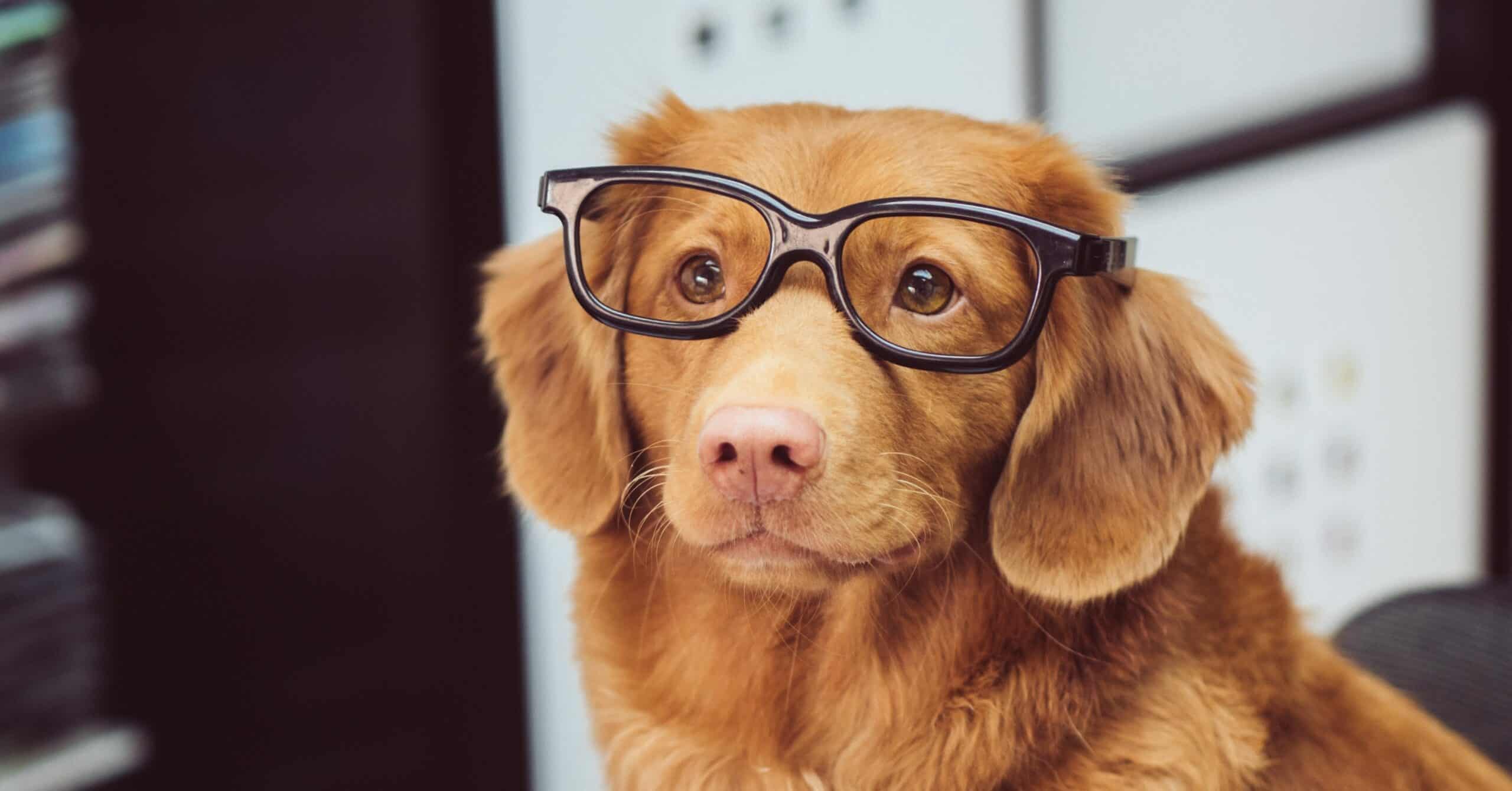 Pet dog with glasses reading a magazine